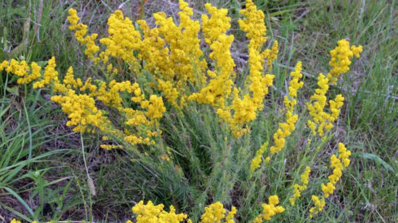 Close-up of Lady's Bedstraw golden-yellow flower clusters