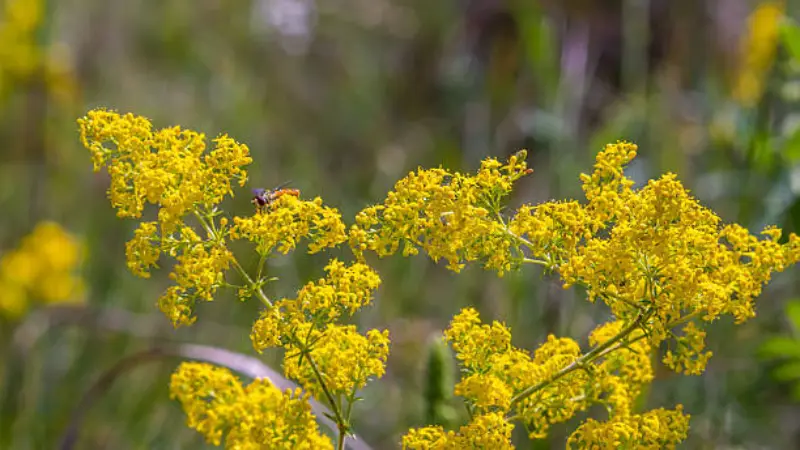 Close-up of yellow Lady's Bedstraw flower blooms with a small insect feeding on the flowers