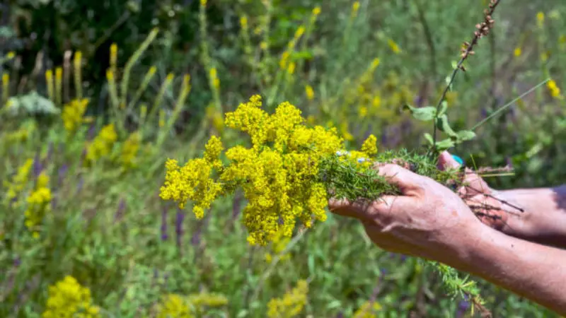 A person's hands holding a freshly cut bunch of yellow Lady's Bedstraw flowers
