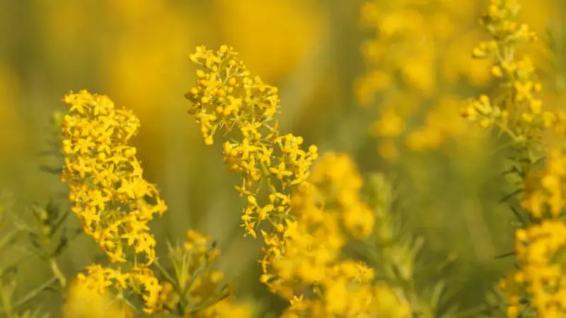 Close-up of upright Lady's Bedstraw flower stems glowing in warm sunlight