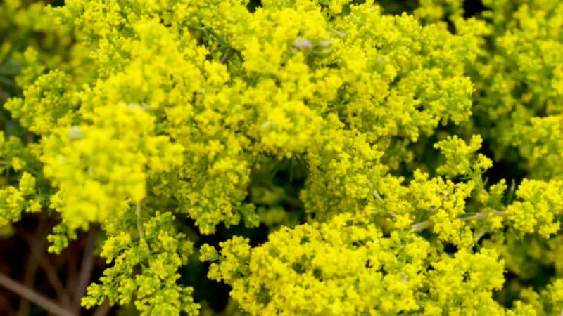 Tight frothy cluster of small yellow Lady's Bedstraw flowers