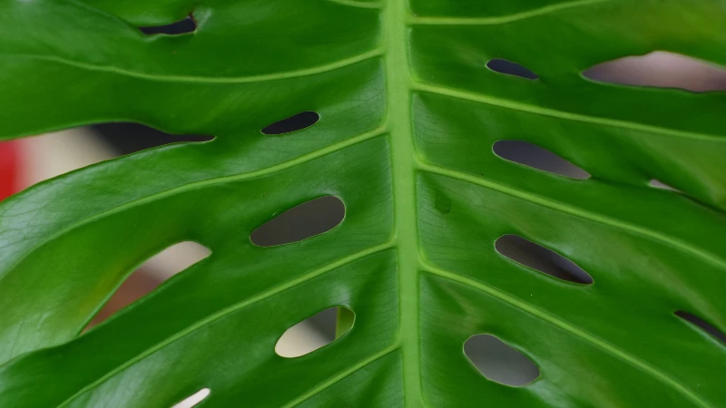 Large Swiss Cheese Plant with mature foliage