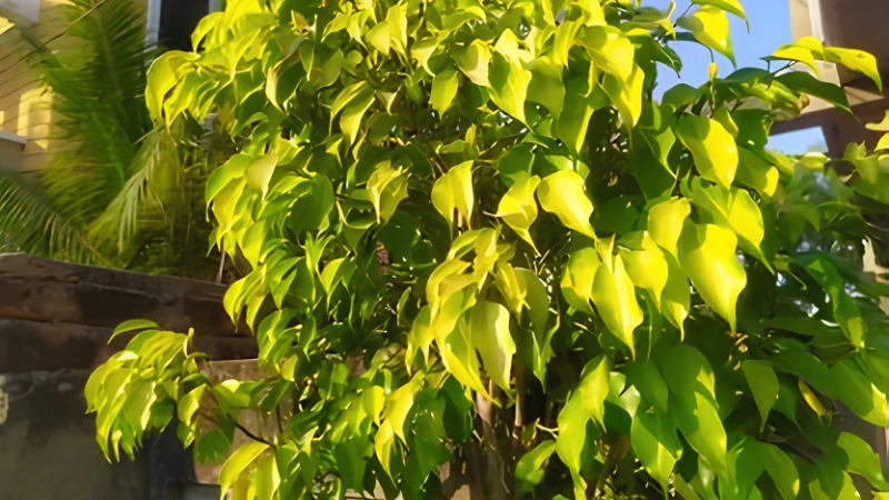 Large Weeping Fig with dense foliage