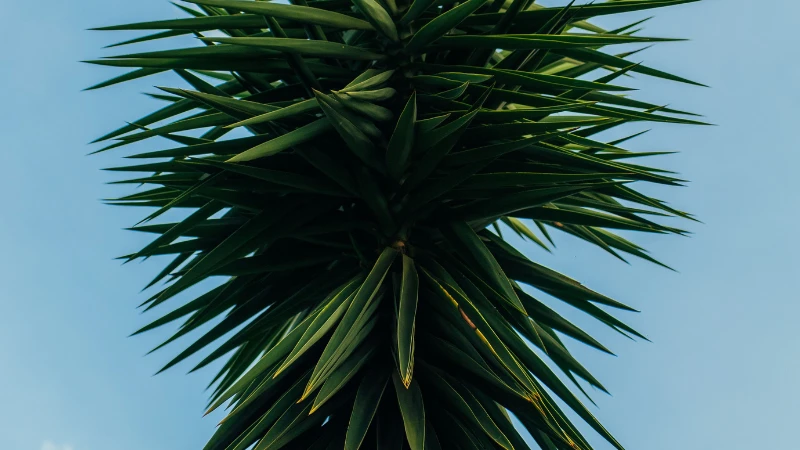 Large Yucca plant with multiple leafy stems