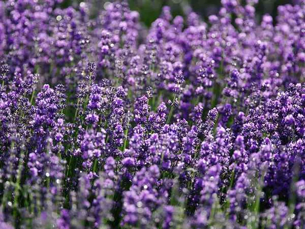 Lavender