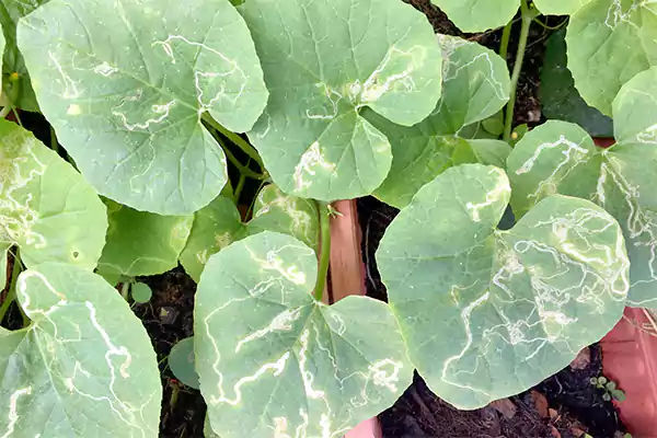 Leaf Miners