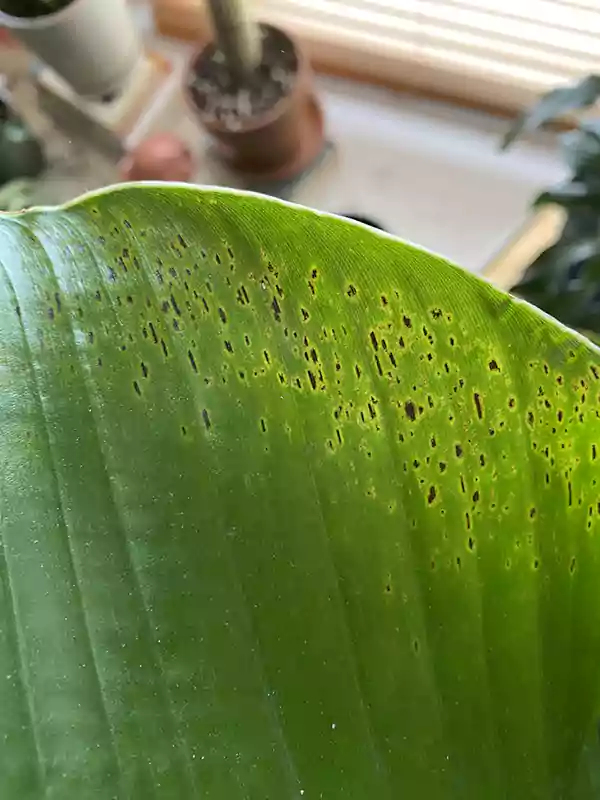Leaf Spot