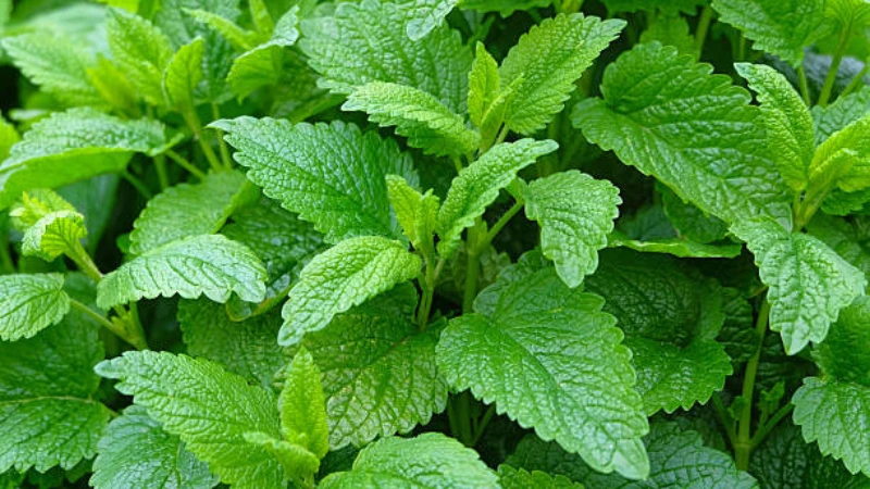 Close-up of Lemon Balm aromatic green leaves