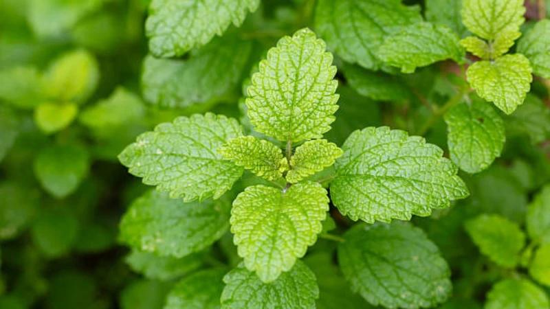 Fresh Lemon Balm plant with lush aromatic green leaves