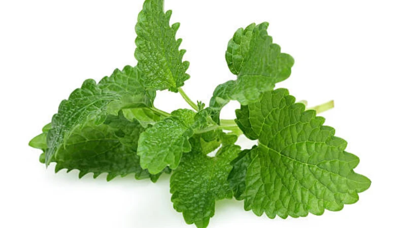 Lemon Balm with dense aromatic green leaves