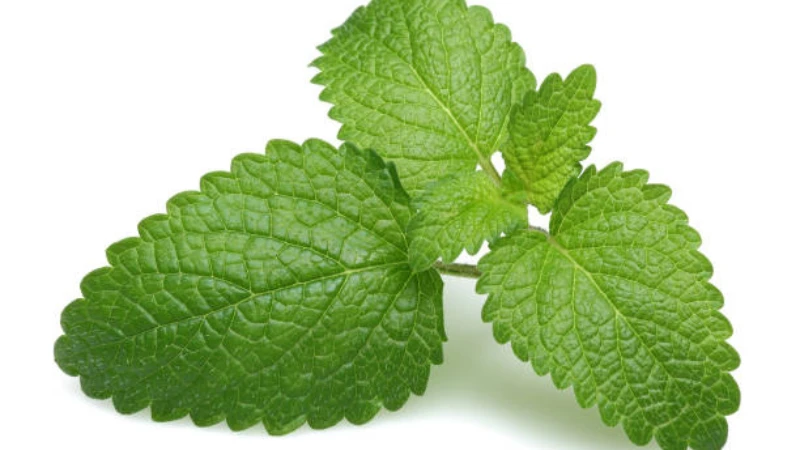 Lemon Balm growing among fresh garden herbs