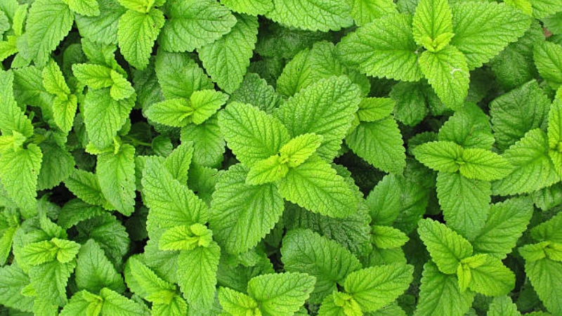 Lemon Balm thriving in natural sunlight