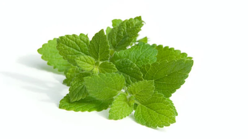 Lemon Balm plant with vibrant green aromatic leaves