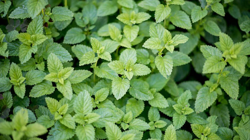 Lemon Balm plant with harvest-ready leaves