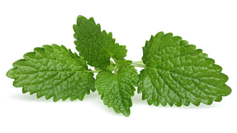 Lemon Balm growing in a raised herb garden bed