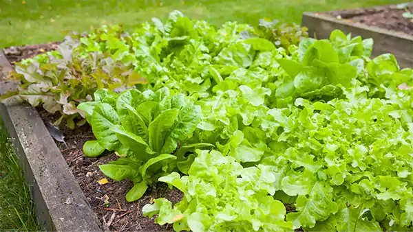 Lettuce in a raised garden bed