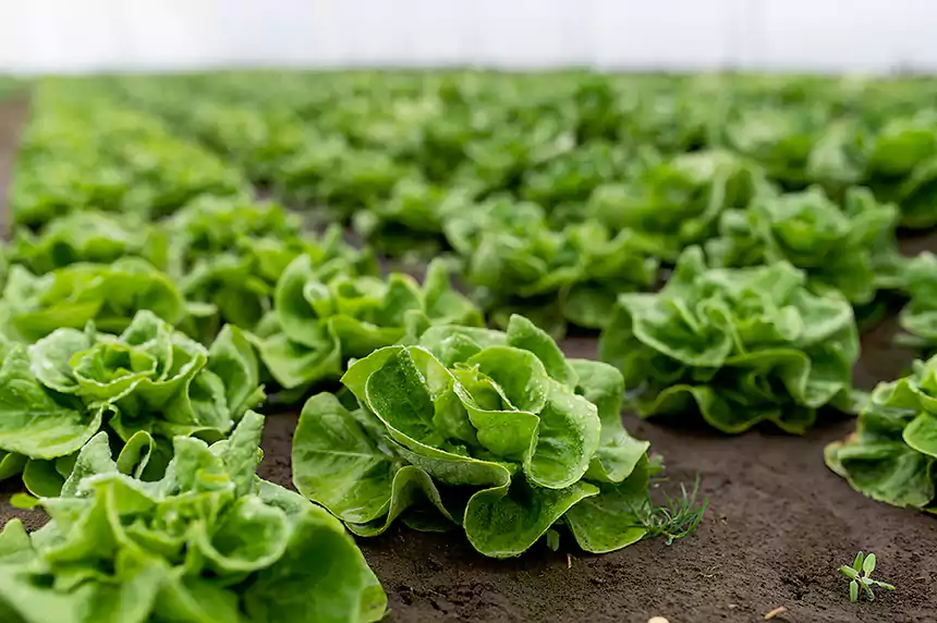 Lettuce