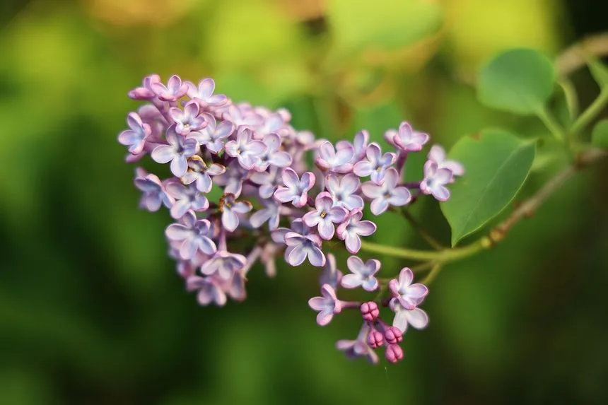 Lilac