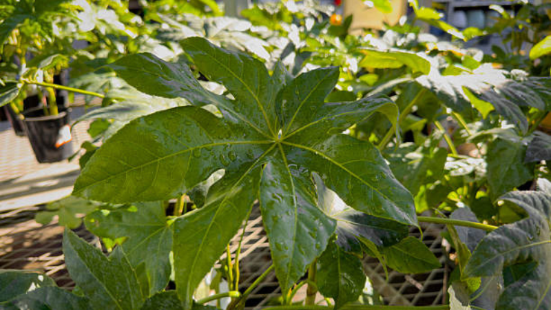 Lush Fatsia Spider Web Plant
