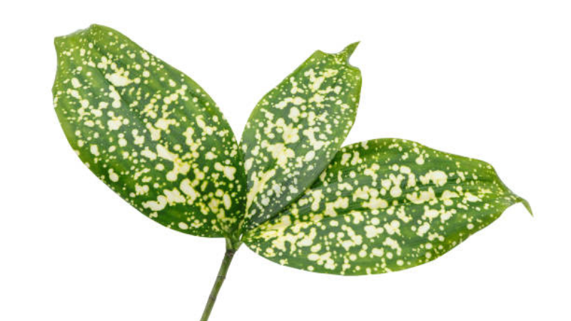 Lush Gold Dust Plant with colorful foliage