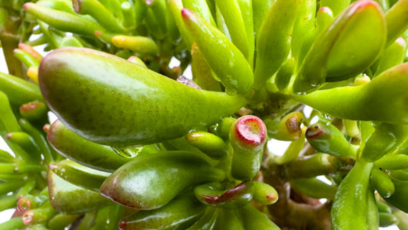 Lush Gollum Jade plant showing dense succulent leaves