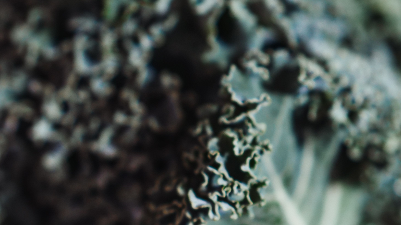 Lush Kale plant with dense green leaves