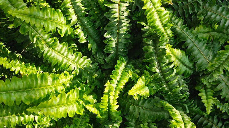 Lush Kimberley Queen Fern with healthy arching fronds