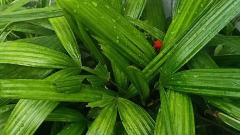 Lush Lady Palm with vibrant evergreen foliage