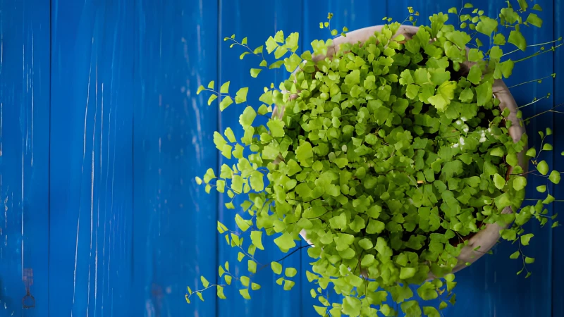 Lush Maidenhair Fern with soft evergreen foliage