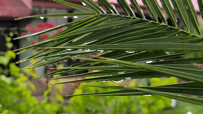 Lush Majesty Palm with graceful arching green fronds