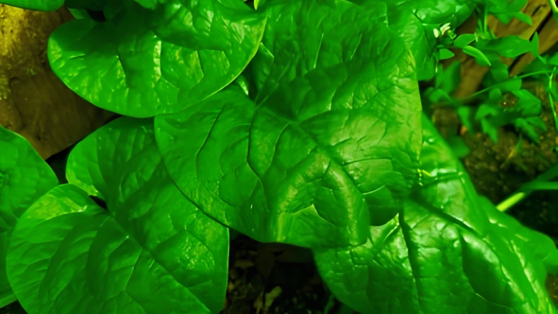 Malabar Spinach with vibrant edible leaves