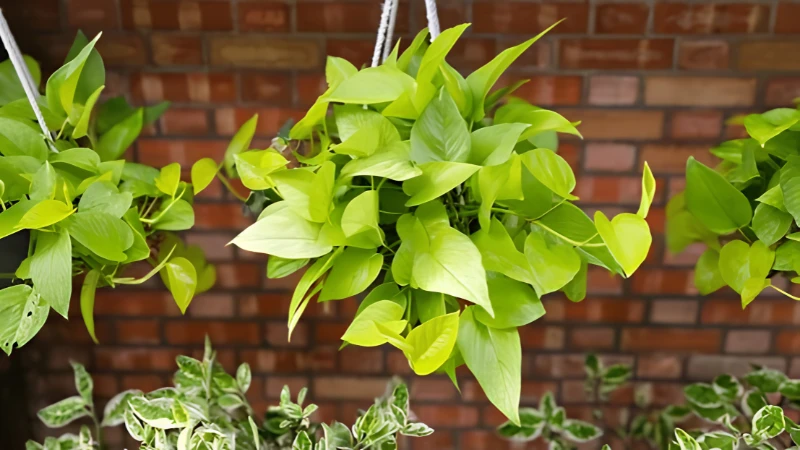 Lush Neon Pothos with cascading lime-green vines