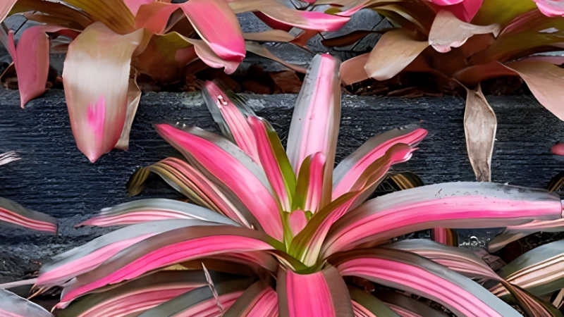 Lush Neoregelia Bromeliad with vibrant tropical foliage