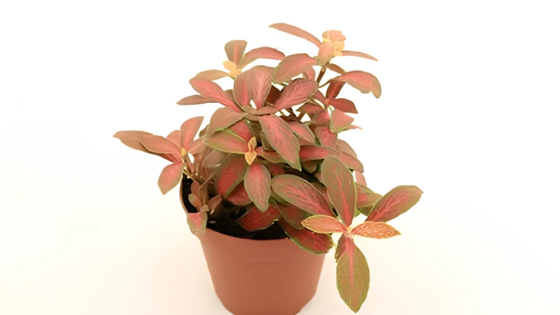 Nerve Plant with dense colorful leaves