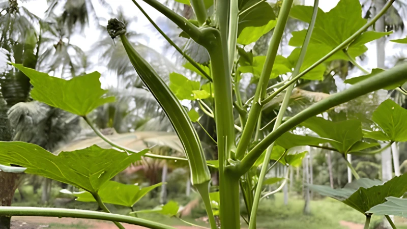 Lush Okra Plant with healthy edible pods
