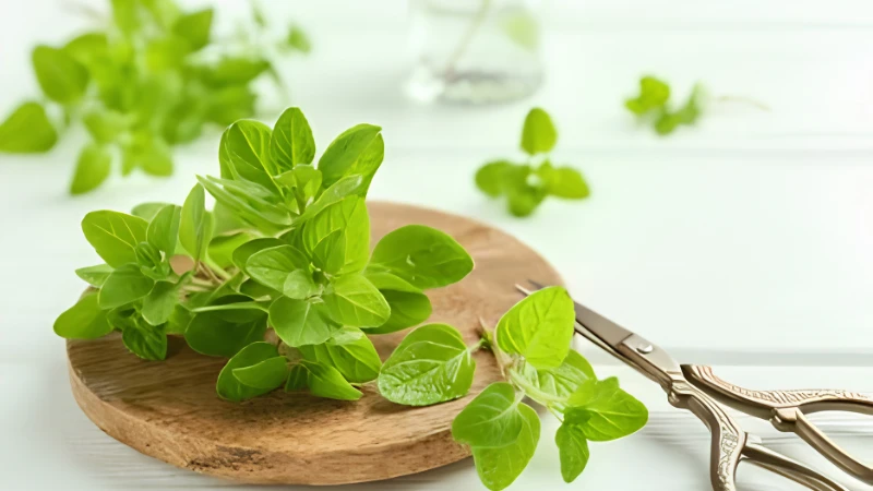 Oregano with vibrant green aromatic leaves