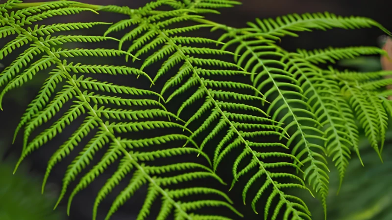 Lush Ostrich Fern with graceful arching fronds