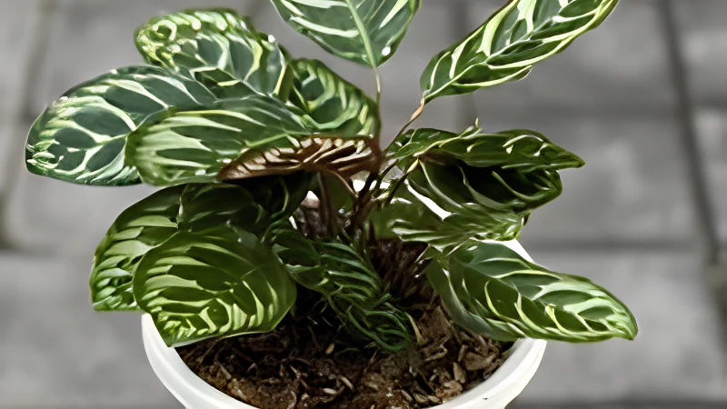Lush Peacock Plant with colorful tropical leaves