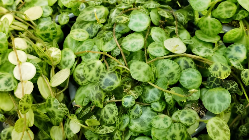 Healthy Pepperomia Rotundifolia with dense foliage