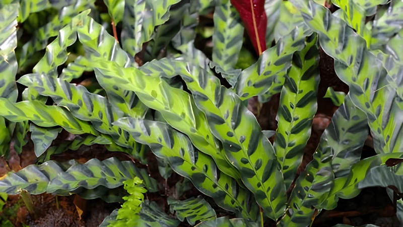 Healthy Rattlesnake Plant with long leaves
