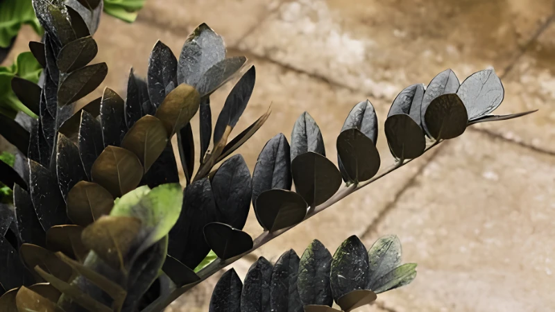 Raven ZZ Plant with dense black foliage