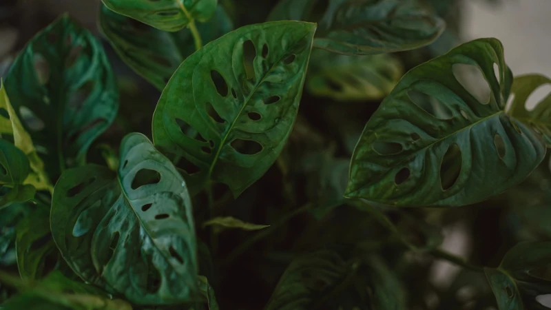 Swiss Cheese Plant with vibrant green leaves