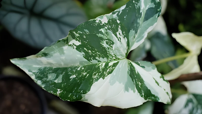 Syngonium Albo with vibrant variegated leaves