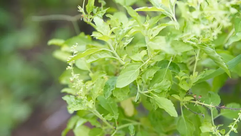 Thai Basil with healthy green leaves
