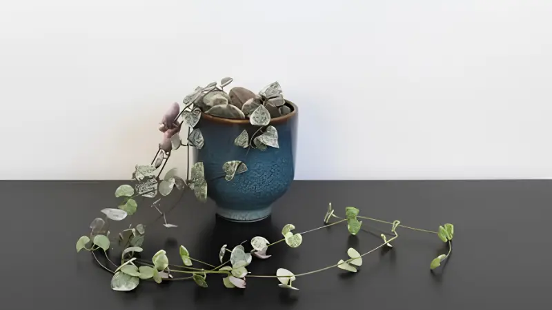 Variegated String of Hearts with colorful foliage
