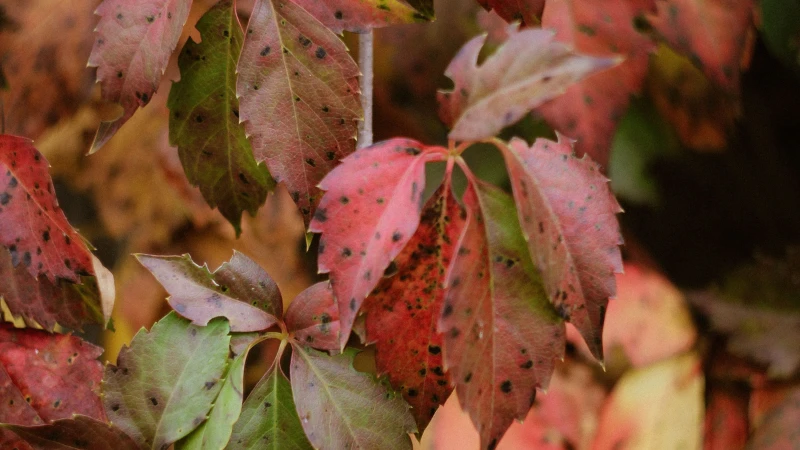 Virginia Creeper with dense green foliage
