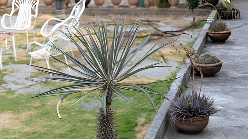 Close-up of Madagascar Palm spiny trunk and foliage