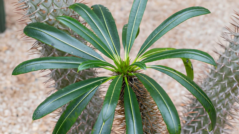 Madagascar Palm with healthy trunk and lush leaves