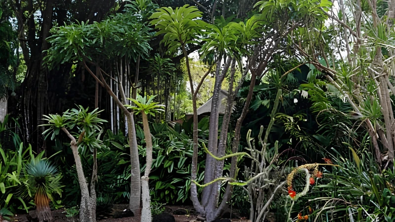 Madagascar Palm growing in a landscaped garden