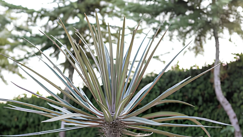 Madagascar Palm with thick trunk and lush leaves